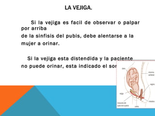 LA VEJIGA. Si la vejiga es facil de observar o palpar por arriba de la sinfisis del pubis, debe alentarse a la  mujer a orinar. Si la vejiga esta distendida y la paciente  no puede orinar, esta indicado el sondeo. 