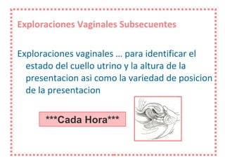 Exploraciones Vaginales Subsecuentes Exploraciones vaginales … para identificar el estado del cuello utrino y la altura de la presentacion asi como la variedad de posicion de la presentacion  ***Cada Hora*** 
