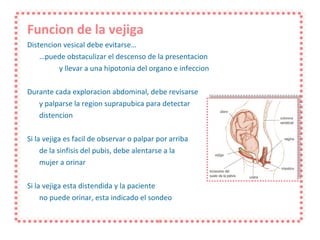 Funcion de la vejiga Distencion vesical debe evitarse… … puede obstaculizar el descenso de la presentacion  y llevar a una hipotonia del organo e infeccion Durante cada exploracion abdominal, debe revisarse y palparse la region suprapubica para detectar  distencion Si la vejiga es facil de observar o palpar por arriba de la sinfisis del pubis, debe alentarse a la  mujer a orinar Si la vejiga esta distendida y la paciente  no puede orinar, esta indicado el sondeo 
