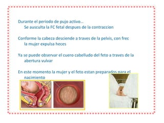 Durante el periodo de pujo activo… Se ausculta la FC fetal despues de la contraccion Conforme la cabeza desciende a traves de la pelvis, con frec la mujer expulsa heces Ya se puede observar el cuero cabelludo del feto a traves de la abertura vulvar En este momento la mujer y el feto estan preparados para el nacimiento 