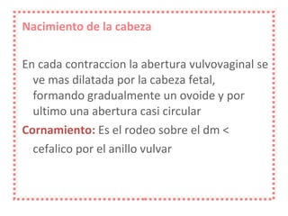Nacimiento de la cabeza En cada contraccion la abertura vulvovaginal se ve mas dilatada por la cabeza fetal, formando gradualmente un ovoide y por ultimo una abertura casi circular Cornamiento:  Es el rodeo sobre el dm < cefalico por el anillo vulvar  