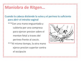 Maniobra de Ritgen… Cuando la cabeza distiende la vulva y el perineo lo suficiente para abrir el introito vaginal ***Con una mano enguantada y  cubierta por una compresa  para ejercer presion sobre el  menton fetal a traves del perineo frente al coccix. ***Al mismo tiempo, la otra mano  ejerce presion superior contra  el occipucio 