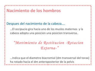 Nacimiento de los hombros Despues del nacimiento de la cabeza….  … El occipucio gira hacia uno de los muslos maternos  y la cabeza adopta una posicion una posicion transversa.. “ Movimiento de Restitucion -Rotacion Externa-”   … Indica que el diametro biacromial (dm transversal del torax) ha rotado hacia el dm anteroposterior de la pelvis 