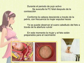 Durante el periodo de pujo activo
Se ausculta la FC fetal después de la
contracción
Conforme la cabeza desciende a través de la
pelvis, con frecuencia la mujer expulsa heces
Ya se puede observar el cuero cabelludo del feto a
través de la abertura vulvár
En este momento la mujer y el feto están
preparados para el nacimiento
 