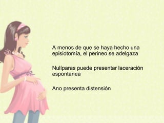 A menos de que se haya hecho una
episiotomía, el perineo se adelgaza
Nulíparas puede presentar laceración
espontanea
Ano presenta distensión
 