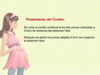 Pinzamiento del Cordón
Se corta el cordón umbilical entre dos pinzas colocadas a
4-5cm de distancia del abdomen fetal
Después se aplica una pinza alejada 2-3cm con respecto
al abdomen fetal
 