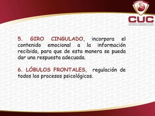 5. GIRO CINGULADO, incorpora el
contenido emocional a la información
recibida, para que de esta manera se pueda
dar una respuesta adecuada.

6. LÓBULOS FRONTALES, regulación de
todos los procesos psicológicos.
 