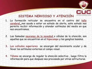 SISTEMA NERVIOSO Y ATENCIÓN
1.   La formación reticular se encuentra en el centro del tallo
     cerebral, nos ayuda a estar en estado de alerta, este estado nos
     permite recibir información y atender estímulos del medio en que
     nos encontramos.

2.   Las llamadas neuronas de la novedad o células de la atención, son
     aquellas que se encuentran en el hipocampo y los ganglios basales.

3. Los colículos superiores se encargan del movimiento ocular y de
   llevar los estímulos externos al campo visual.

4. Tálamo se encarga de regular la atención selectiva , luego filtra la
   información para que despues sea procesada por otras estructuras.
 