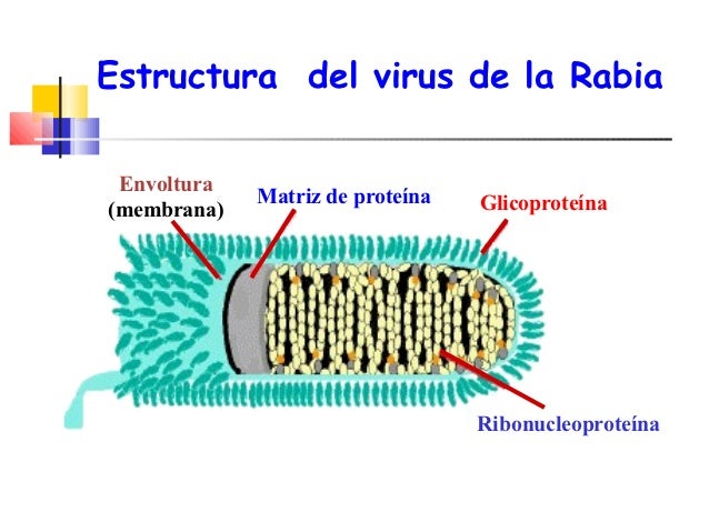 VIRUS DE LA RABIA EPUB DOWNLOAD VIRUS DE LA RABIA EPUB DOWNLOAD