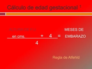Cálculo de edad gestacional 1
ALTURA DE F.U MESES DE
en cms. + 4 = EMBARAZO
4
Regla de Alfehld
 