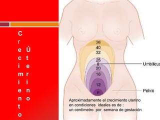C
r
e
c
i
m
i
e
n
t
o
Ú
t
e
r
i
n
o Aproximadamente el crecimiento uterino
en condiciones ideales es de :
un centímetro por semana de gestación
 