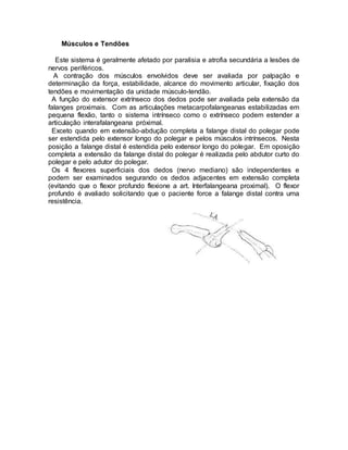 Músculos e Tendões
Este sistema é geralmente afetado por paralisia e atrofia secundária a lesões de
nervos periféricos.
A contração dos músculos envolvidos deve ser avaliada por palpação e
determinação da força, estabilidade, alcance do movimento articular, fixação dos
tendões e movimentação da unidade músculo-tendão.
A função do extensor extrínseco dos dedos pode ser avaliada pela extensão da
falanges proximais. Com as articulações metacarpofalangeanas estabilizadas em
pequena flexão, tanto o sistema intrínseco como o extrínseco podem estender a
articulação interafalangeana próximal.
Exceto quando em extensão-abdução completa a falange distal do polegar pode
ser estendida pelo extensor longo do polegar e pelos músculos intrínsecos. Nesta
posição a falange distal é estendida pelo extensor longo do polegar. Em oposição
completa a extensão da falange distal do polegar é realizada pelo abdutor curto do
polegar e pelo adutor do polegar.
Os 4 flexores superficiais dos dedos (nervo mediano) são independentes e
podem ser examinados segurando os dedos adjacentes em extensão completa
(evitando que o flexor profundo flexione a art. Interfalangeana proximal). O flexor
profundo é avaliado solicitando que o paciente force a falange distal contra uma
resistência.
 