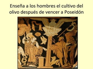 Enseña a los hombres el cultivo del
olivo después de vencer a Poseidón
 