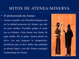 MITOS DE ATENEA/MINERVA
• El protectorado de Atenas:
• Atenea compitió con Poseidón/Neptuno por
ser la deidad protectora de Atenas, que aún
no tenía nombre. Poseidón golpeó el suelo
con su tridente e hizo brotar una fuente de
agua salada. Por su parte, Atenea plantó un
olivo. Los que juzgaron la competición,
decidieron que el olivo había sido plantado
en primer lugar y con ello Atenea consiguió
el patronazgo de Atenas.
 