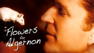Flowers For Algernon / Flores para Algernon