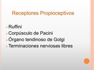 Reseptor Pacini Ruffini Power de Propececión de Hombro | PPTX