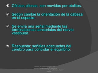Células pilosas, son movidas por otolitos. Según cambie la orientación de la cabeza en el espacio.  Se envía una señal mediante las terminaciones sensoriales del nervio vestibular.   Respuesta: señales adecuadas del cerebro para controlar el equilibrio.   Servicio de Kinesiologia y Fisiatria  Hospital Delicia Concepción Masvernat  Alumno: Fontana Alejandro Damián 