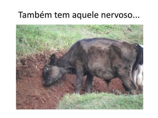 Também tem aquele nervoso...
 
