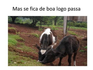 Mas se fica de boa logo passa
 