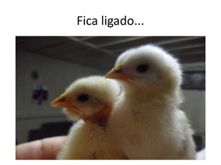 Fica ligado...
 
