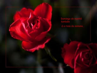 Domingo de manhã também é a rosa da semana.  