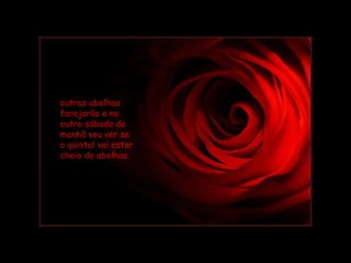 outras abelhas farejarão e no outro sábado de manhã vou ver se o quintal vai estar cheio de abelhas.  