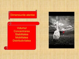 Volumul Concentrarea Stabilitatea Mobilitatea Distributivitatea Dimensiunile atentiei 