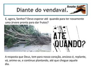 Anote tudo.
E, agora, Senhor? Devo esperar até quando para ter novamente
uma árvore pronta para dar frutos?
A resposta que Deus, tem para nosso coração, ansioso é, replante,
vá, anime-se, e continue plantando, até que chegue aquele
dia.
 