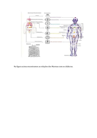 Na figura acima encontramos as relações dos Marmas com os chákcras.
 