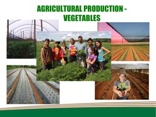 AGRICULTURAL PRODUCTION -
       VEGETABLES
 