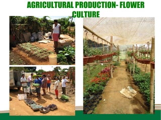 AGRICULTURAL PRODUCTION- FLOWER
           CULTURE
 