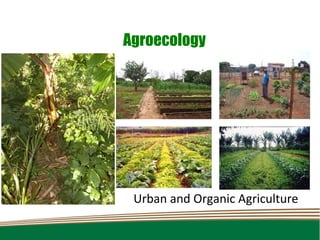 Agroecology




 Urban and Organic Agriculture
 