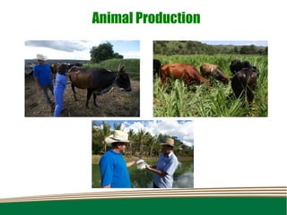 Animal Production
 
