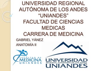 UNIVERSIDAD REGIONAL
AUTÓNOMA DE LOS ANDES
“UNIANDES”
FACULTAD DE CIENCIAS
MEDICAS
CARRERA DE MEDICINA
GABRIEL YÁNEZ
ANATOMÍA II
 