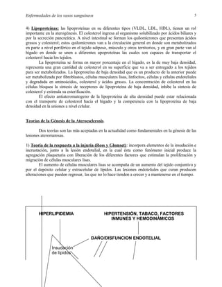 5

Enfermedades de los vasos sanguíneos

4) Lipoproteínas: las lipoproteínas en su diferentes tipos (VLDL, LDL, HDL), tienen un rol
importante en la aterogénesis. El colesterol ingresa al organismo solubilizado por ácidos biliares y
por la secreción pancreática. A nivel intestinal se forman los quilomicrones que presentan ácidos
grasos y colesterol; estos quilomicrones van a la circulación general en donde son metabolizados
en parte a nivel periférico en el tejido adiposo, músculo y otros territorios, y en gran parte van al
hígado en donde se unen a diferentes apoproteínas las cuales son capaces de transportar el
colesterol hacia los tejidos.
La lipoproteína se forma en mayor porcentaje en el hígado, es la de muy baja densidad,
representa una gran cantidad de colesterol en su superficie que va a ser entregado a los tejidos
para ser metabolizados. La lipoproteína de baja densidad que es un producto de la anterior puede
ser metabolizada por fibroblastos, células musculares lisas, linfocitos, células y células endoteliales
y degradada en aminoácidos, colesterol y ácidos grasos. La concentración de colesterol en las
células bloquea la síntesis de receptores de lipoproteína de baja densidad, inhibe la síntesis de
colesterol y estimula su esterificación.
El efecto antiateromatogeno de la lipoproteína de alta densidad puede estar relacionada
con el transporte de colesterol hacia el hígado y la competencia con la lipoproteína de baja
densidad en la uniones a nivel celular.
Teorías de la Génesis de la Ateroesclerosis.
Dos teorías son las más aceptadas en la actualidad como fundamentales en la génesis de las
lesiones ateromatosas.
1) Teoría de la respuesta a la injuria (Ross y Glomset): incorpora elementos de la insudación e
incrustación, junto a la lesión endotelial, en la cual ésta como fenómeno inicial produce la
agregación plaquetaria con liberación de los diferentes factores que estimulan la proliferación y
migración de células musculares lisas.
El aumento de células musculares lisas se acompaña de un aumento del tejido conjuntivo y
por el depósito celular y extracelular de lípidos. Las lesiones endoteliales que curan producen
alteraciones que pueden regresar, las que no lo hace tienden a crecer y a mantenerse en el tiempo.

HIPERLIPIDEMIA

HIPERTENSIÓN, TABACO, FACTORES
INMUNES Y HEMODINÁMICOS

DAÑO/DISFUNCION ENDOTELIAL
Insudación
de lípidos

 