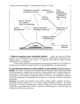 Unidad de Anatomía Patológica - Universidad de la Frontera - Temuco
Adhesión de monocitos
y migración en íntima

Adhesion de
plaquetas
PDGF y
otros GF

6
Otros:
Mutágenos
Desrregulación
proliferativa
Daño músculo
liso

ß-VLDL, PG-LDL,
LDL oxidado,
otros LDL modificados
Lípidos
extracelulares

Células espumosas
Macrófagos Músc. liso

Proliferación de
músculo liso

Colágeno, elastina
proteoglicanos
HDL
PLACA
ATEROMATOSA

Salida de
colesterol

2) Hipótesis mutagénica (teoría monoclonal) (Benditt):
sugiere que cada placa fibrosa
comienza con la proliferación de una célula muscular lisa, genéticamente transformada. Este
hallazgo sugiere un orígen común como en la naturaleza monoclonal de algunos tumores
musculares como los leiomiomas.
Si bien existen elementos de esta hipótesis que han sido demostrados en el ser humano, la
experimentación animal no ha logrado demostrar la reproducibilidad de este tipo de lesiones.
B) ARTERIOESCLEROSIS DE MÖNCKEBERG O ESCLEROSIS CÁLCICA DE LA
MEDIA: este cuadro se caracteriza por la presencia de calcificaciones anulares de la túnica media
de arterias pequeñas y medianas de tipo muscular. Aúnque pueden ocurrir simultáneamente con
ateroesclerosis, ambas formas serían distintas desde los puntos de vista anatómicos, clínicos y
etiopatogénicos. Esta alteración es infrecuente antes de los 50 años y sus manifestaciones clínicas
son de poca importancia. Su etiopatogenia no es clara, pero se asociaría a estímulos vasotónicos
prolongados.
Morfología: Las arterias más afectadas son las femorales, tibiales, radiales, cubitales y las arterias
del aparato genital de ambos sexos. Las arterias se palpan induradas y nodulares. Al examen
microscópico, se observan calcificaciones en placas y anulares de la túnica media, sin reacción
inflamatoria y sin compromiso de íntima y adventicia. Ocasionalmente, se observan focos de
osificación y desarrollo de médula ósea.

 