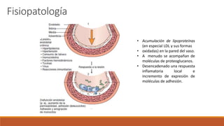 • Acumulación de lipoproteínas
(en especial LDL y sus formas
• oxidadas) en la pared del vaso.
• A menudo se acompañan de
moléculas de proteoglucanos.
• Desencadenado una respuesta
inflamatoria local e
incremento de expresión de
moléculas de adhesión.
Fisiopatología
 