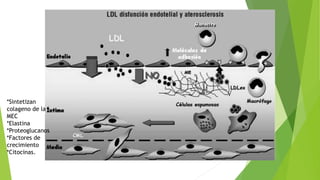 *Sintetizan
colageno de la
MEC
*Elastina
*Proteoglucanos
*Factores de
crecimiento
*Citocinas.
 
