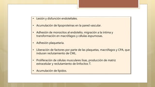 • Lesión y disfunción endoteliales.
• Acumulación de lipoproteínas en la pared vascular.
• Adhesión de monocitos al endotelio, migración a la íntima y
transformación en macrófagos y células espumosas.
• Adhesión plaquetaria.
• Liberación de factores por parte de las plaquetas, macrófagos y CPA, que
inducen reclutamiento de CML.
• Proliferación de células musculares lisas, producción de matriz
extracelular y reclutamiento de linfocitos T.
• Acumulación de lípidos.
 