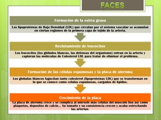 Formación de la estría grasa
Las lipoproteínas de Baja Densidad (LDL) que circulan por el sistema vascular se acumulan
               en ciertas regiones de la primera capa de tejido de la arteria.



                             Reclutamiento de leucocitos
  Los leucocitos (los glóbulos blancos, las defensas del organismo) entran en la arteria y
       capturan las moléculas de Colesterol LDL para tratar de eliminar el problema.



          Formación de las células espumosas y la placa de ateroma
Los globulas blancos fagocitan tanto colesterol (lipoproteínas LDL) que se transforman en
             lo que se conoce como celulas espumosas, cargadas de lípidos.



                               Crecimiento de la placa
La placa de ateroma crece y se complica al unírsele más celulas del musculo liso así como
 plaquetas, depositos de calcio… Su tamaño y su consistencia crecen y acaba estrechando
                                       las arterias.
 