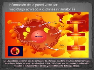 Las LDL oxidadas contienen grandes cantidades de ésteres de colesterol (EC). Cuando los macrófagos
están llenos de la EC secretan citoquinas (IL-6, la PCR, TNF-a) que, a su vez, inducen la inflamación
vascular, el reclutamiento de células, y el debilitamiento de la capa fibrosa.

 