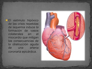  El estímulo hipóxico

de las crisis repetidas
de isquemia induce la
formación de vasos
colaterales
en
el
miocardio que mitigan
las consecuencias de
la obstrucción aguda
de
una
arteria
coronaria epicárdica.

 