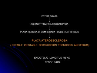 ESTRÍA GRASA LESIÓN INTERMEDIA FIBROADIPOSA   PLACA FIBROSA O  COMPLICADA ( CUBIERTA FIBROSA) PLACA ATEROESCLEROSA ( ESTABLE, INESTABLE, OBSTRUCCIÓN, TROMBOSIS, ANEURISMA) ENDOTELIO  LONGITUD  96 KM PESO 1.5 KG 
