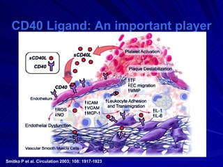 CD40 Ligand: An important player Smitko P et al. Circulation 2003; 108: 1917-1923 
