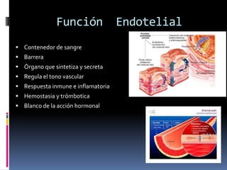 Función
 Contenedor de sangre

 Barrera
 Órgano que sintetiza y secreta
 Regula el tono vascular
 Respuesta inmune e inflamatoria

 Hemostasia y trómbotica
 Blanco de la acción hormonal

Endotelial

 