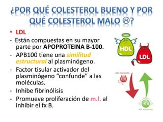 • LDL 
- Están compuestas en su mayor 
parte por APOPROTEINA B-100. 
- APB100 tiene una similitud 
estructural al plasminógeno. 
- Factor tisular activador del 
plasminógeno “confunde” a las 
moléculas. 
- Inhibe fibrinólisis 
- Promueve proliferación de m.l. al 
inhibir el fx B. 
 