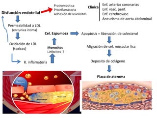Disfunción endotelial
Permeabilidad a LDL
(en tunica intima)
Oxidación de LDL
(toxicas)
Protrombotica
Proinflamatoria
Adhesión de leucocitos
R. inflamatoria
Monocitos
Linfocitos T
Cel. Espumosa Apoptosis = liberación de colesterol
Migración de cel. muscular lisa
Deposito de colágeno
Placa de ateroma
Clínica
Enf. arterias coronarias
Enf. vasc. perif.
Enf. cerebrovasc.
Aneurisma de aorta abdominal
 
