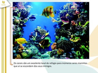 Os corais são um excelente local de refúgio para inúmeros seres marinhos
que aí se escondem dos seus inimigos.
 