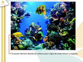 Os peixes libertam dióxido de carbono para a água de onde retiram o oxigénio.
 