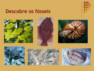 Descobre os fósseis 